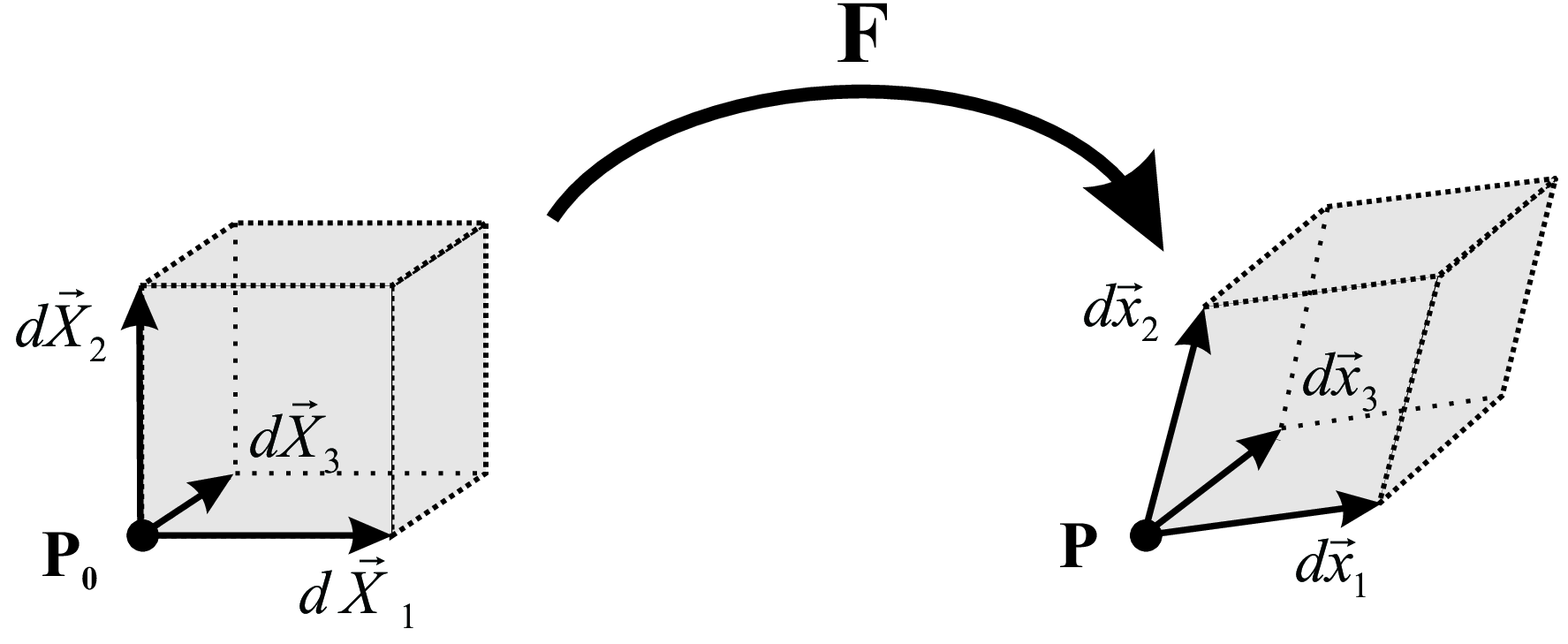 The deformation gradient tensor \T{F}