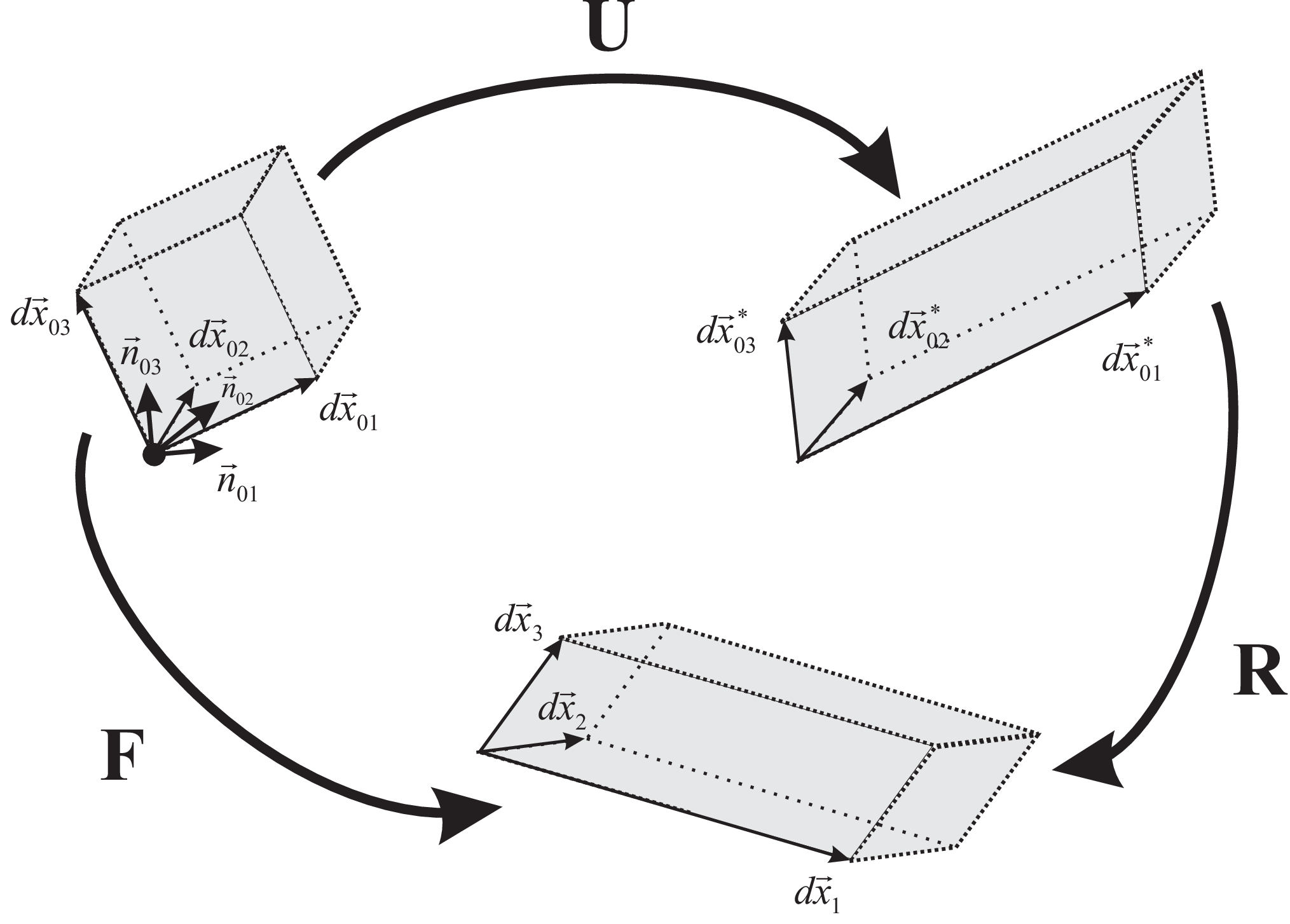 Right polar decomposition of the deformation \T{F}, into stretch and shear, described by \T{U} and a rotation, described by \T{R}.